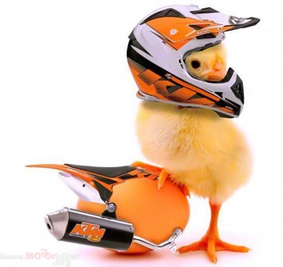 KTM-Easter.jpg